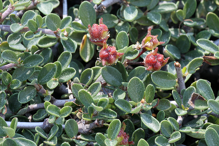 Ceanothus fresnensis Ceanothus fresnensis