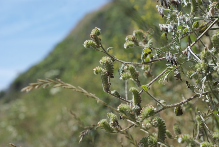 Phacelia malvifolia var. malvifolia