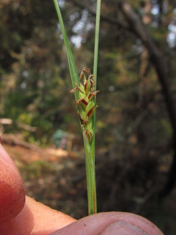 Carex californica Carex californica