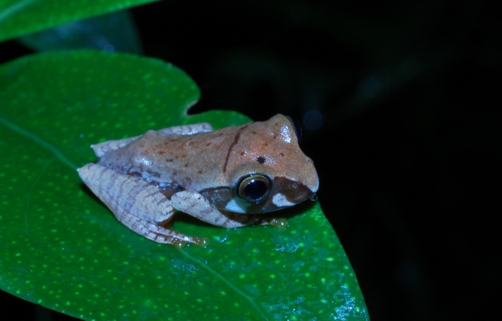 Boophis madagascariensis Boophis madagascariensis