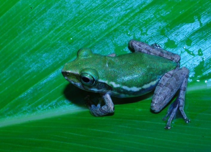 Boophis tephraeomystax