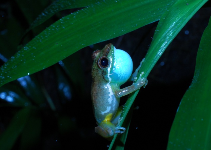 Guibemantis liber Guibemantis liber