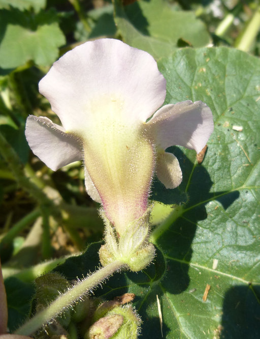 Proboscidea louisianica ssp. louisianica