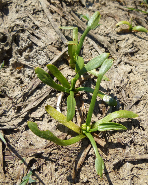 Sagittaria montevidensis