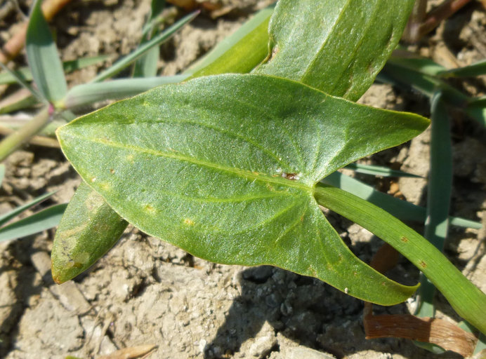 Sagittaria montevidensis ssp. calycina