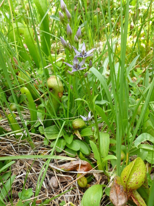 Swertia perennis