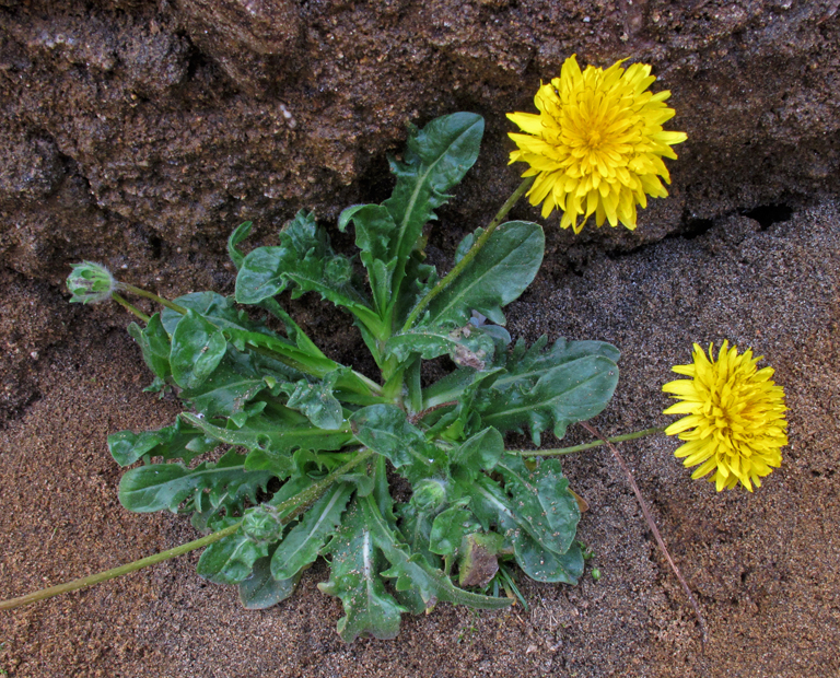 Agoseris apargioides var. eastwoodiae
