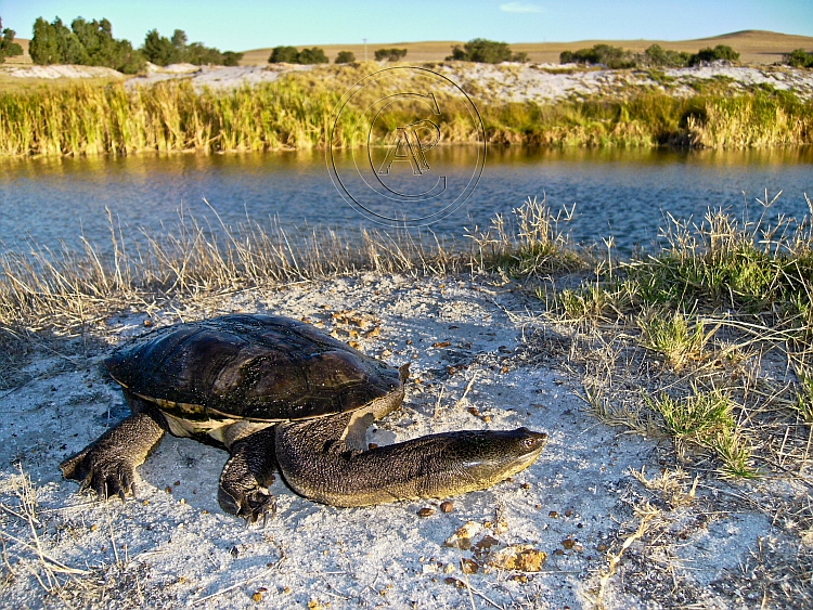 Chelodina steindachneri Chelodina steindachneri