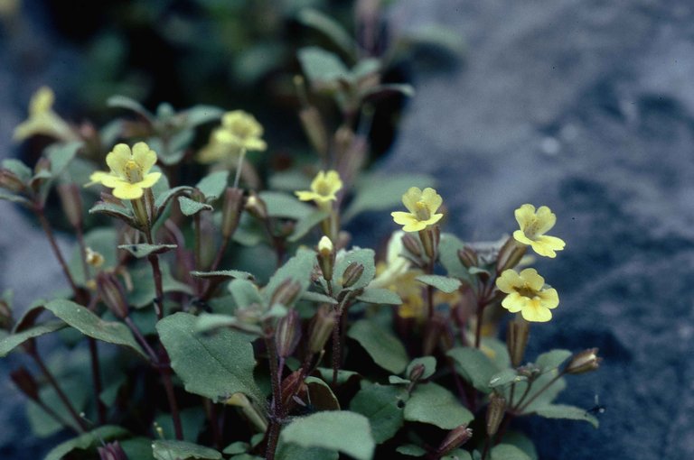Erythranthe taylorii