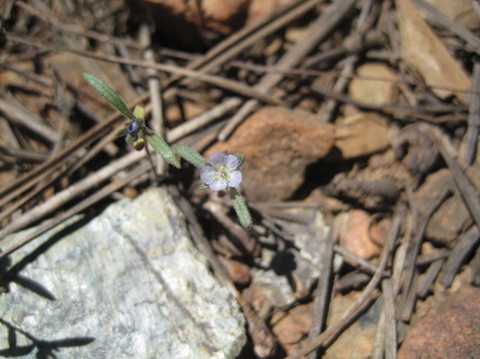 Phacelia leonis