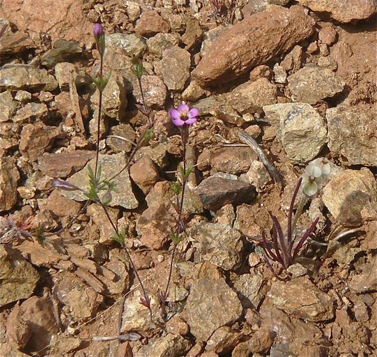 Leptosiphon bolanderi