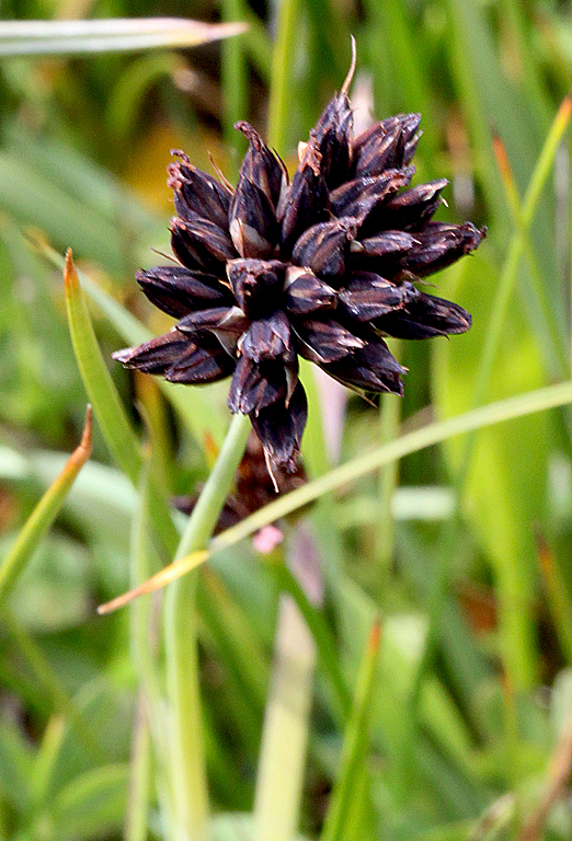 Juncus falcatus ssp. falcatus