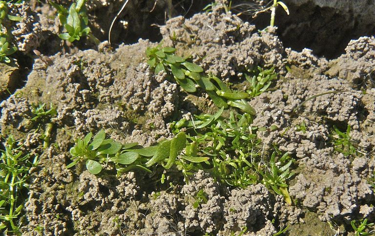 Callitriche heterophylla
