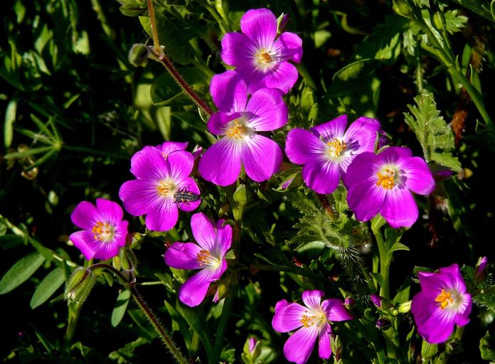 Calandrinia menziesii