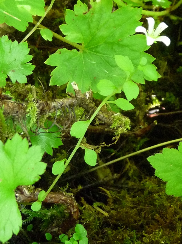 Cascadia nuttallii