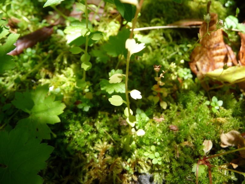 Cascadia nuttallii