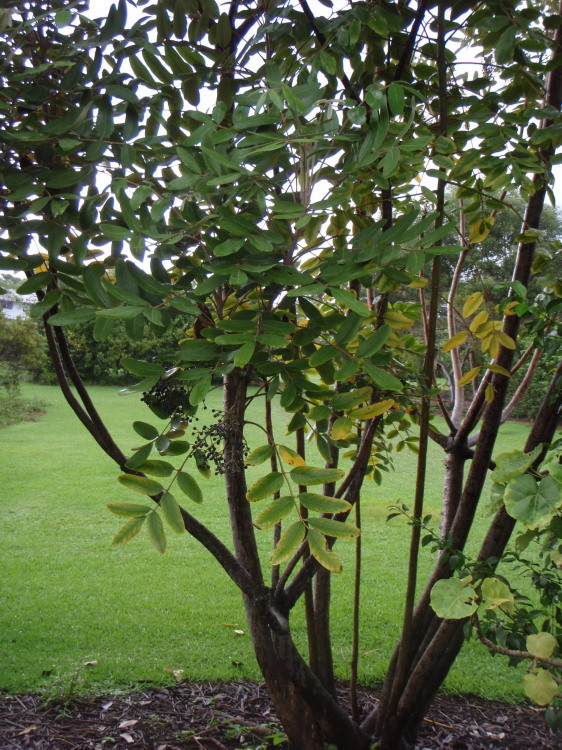 Tetraplasandra hawaiensis