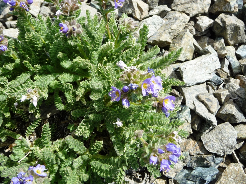 Polemonium eddyense