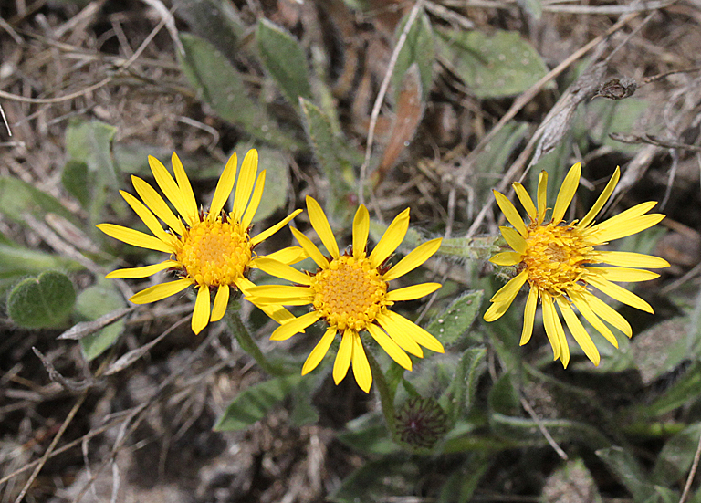 Heterotheca sessiliflora ssp. bolanderi