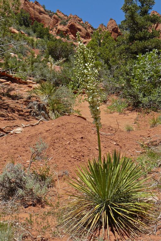 Yucca utahensis
