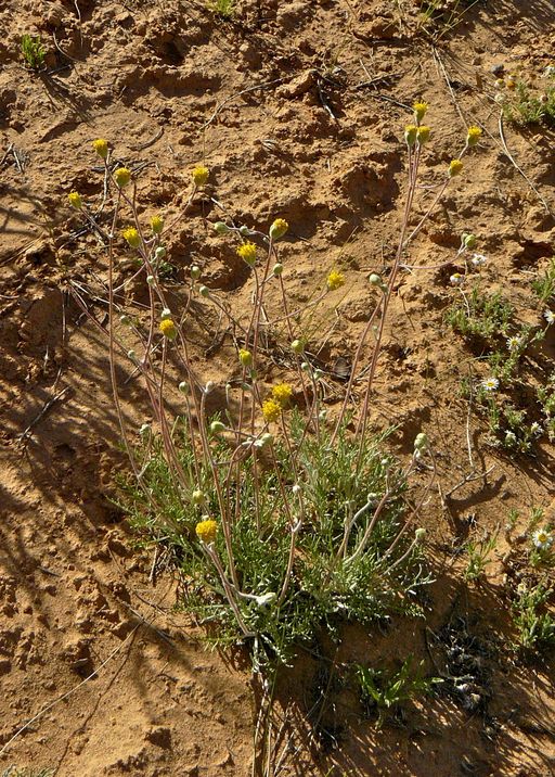 Hymenopappus filifolius