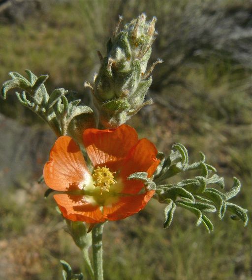 Sphaeralcea coccinea