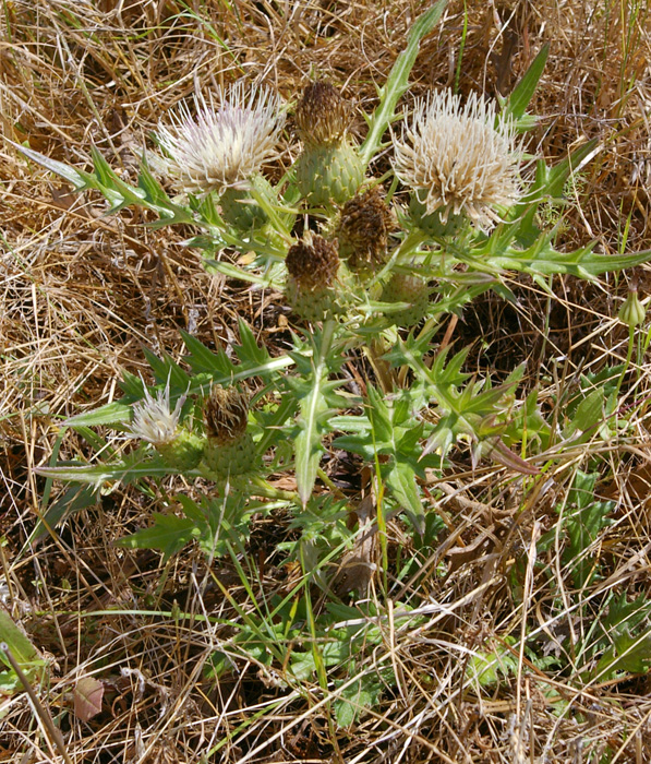 Cirsium quercetorum Cirsium quercetorum