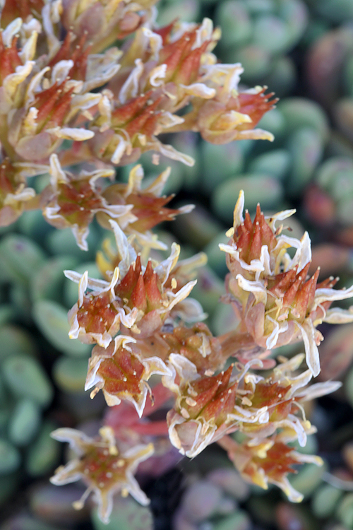 Sedum obtusatum ssp. obtusatum