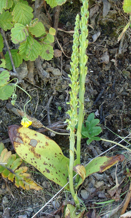 Piperia michaelii Piperia michaelii