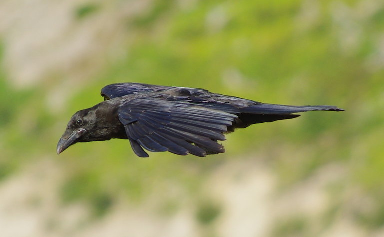 Corvus corax Corvus corax