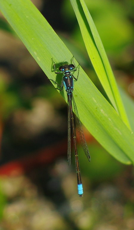 Ischnura cervula Ischnura cervula
