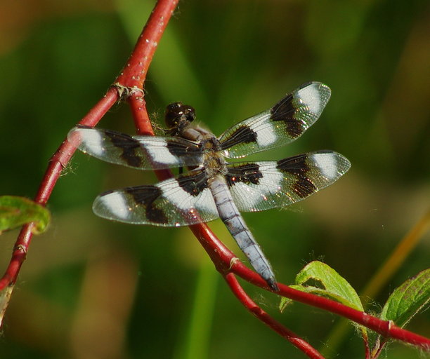 Libellula forensis