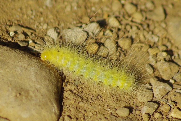 Spilosoma virginica Spilosoma virginica