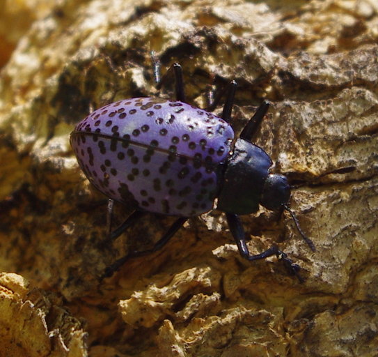 Cypherotylus californicus Cypherotylus californicus