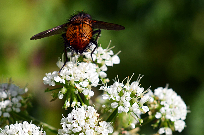 Protodejeania sp.