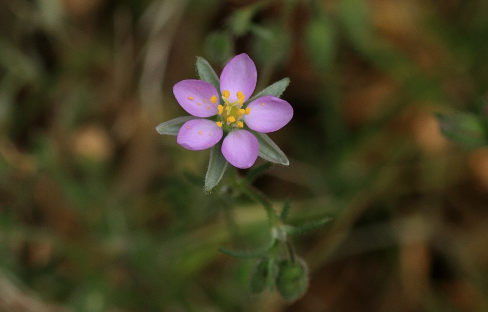 Spergularia macrotheca