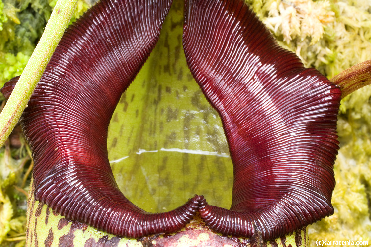 Nepenthes talangensis x maxima