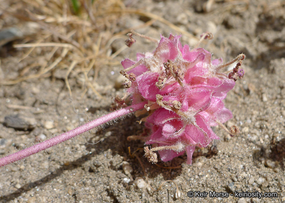 Abronia villosa var. aurita