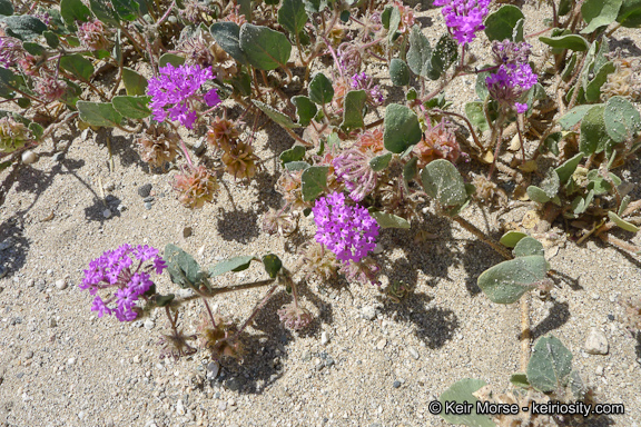 Abronia villosa var. villosa
