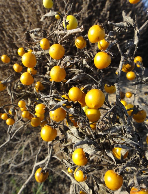Solanum elaeagnifolium Solanum elaeagnifolium