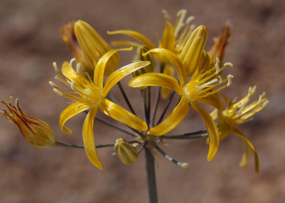 Bloomeria crocea var. montana