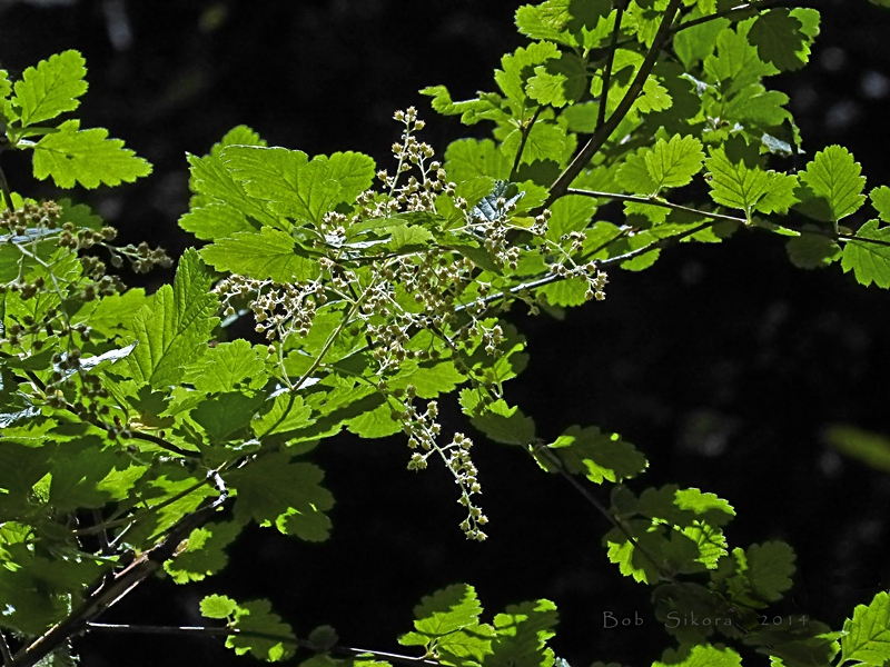 Holodiscus discolor var. discolor Holodiscus discolor var. discolor