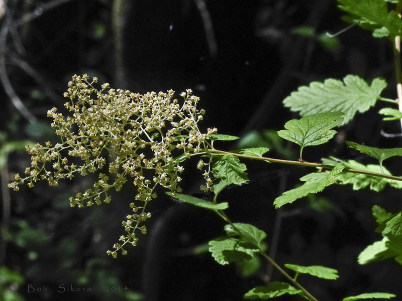 Holodiscus discolor var. discolor Holodiscus discolor var. discolor