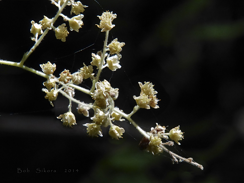 Holodiscus discolor var. discolor Holodiscus discolor var. discolor