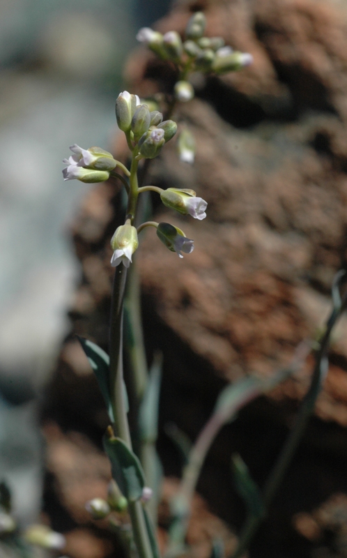 Boechera suffrutescens