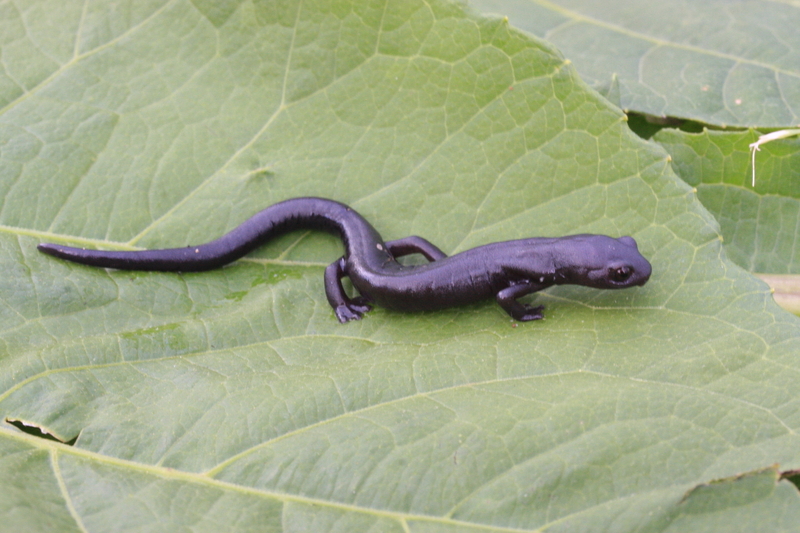 Bolitoglossa macrinii