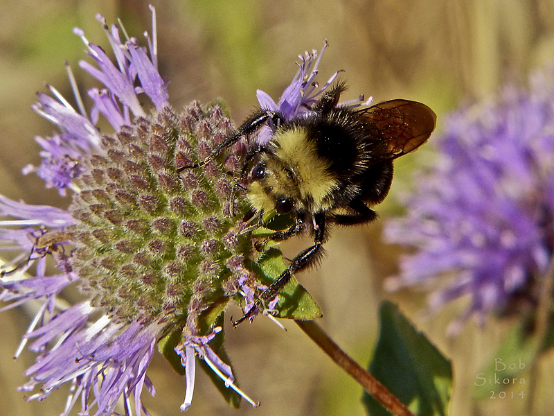 Bombus vosnesenskii