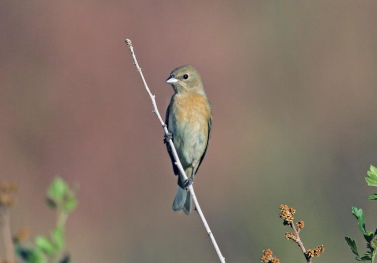 Passerina amoena