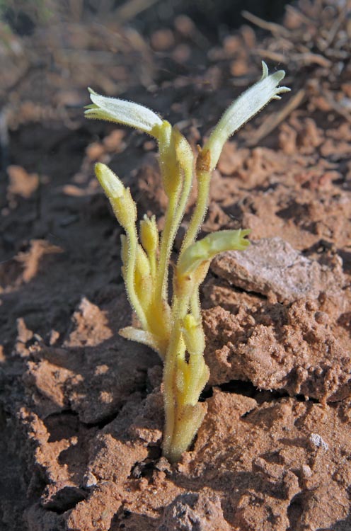 Orobanche fasciculata Orobanche fasciculata