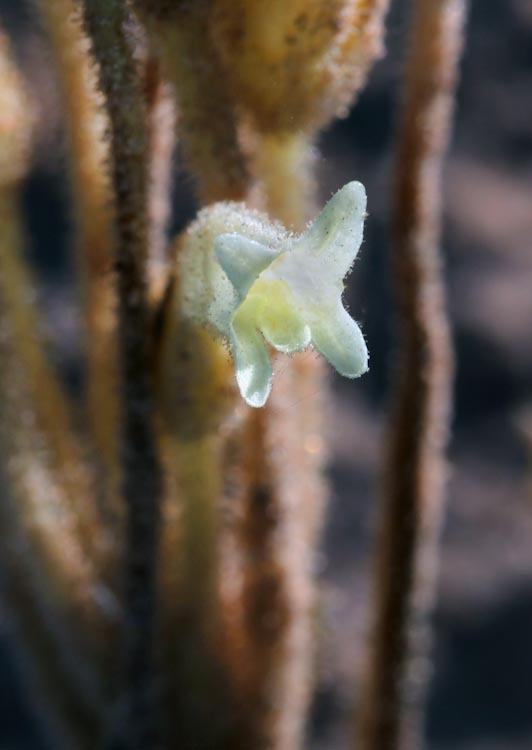 Orobanche fasciculata Orobanche fasciculata